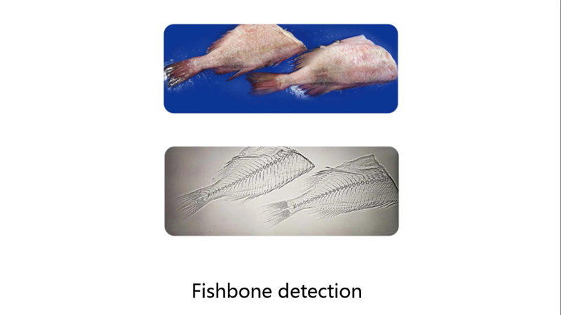 identificazione lische di pesce
